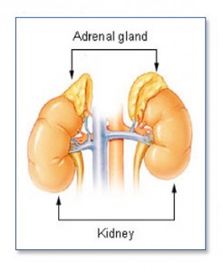 Laparoscopic Resection of Adrenal Gland « Dr. Dana L. Reiss